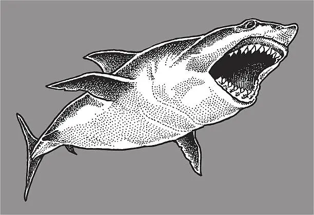 Vector illustration of Great White Shark