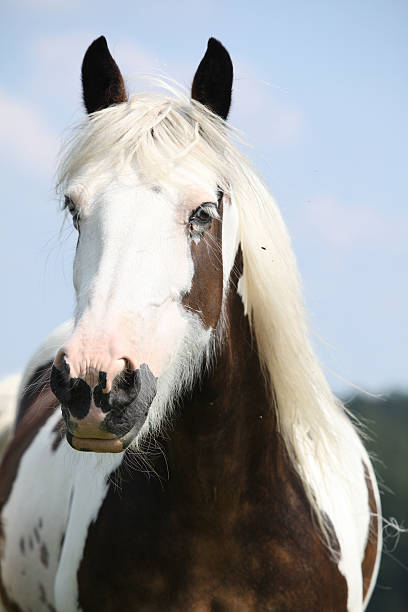 Beautiful irish cob on pasturage looking at you