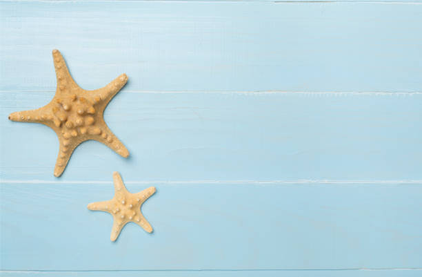 istock Sea shells on wooden background, top view 1800744725