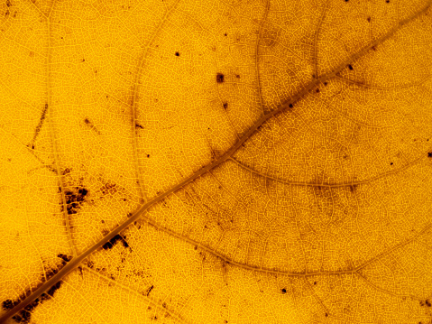 Autumn bright yellow translucent poplar leaf texture with veins closeup. Fall background with diagonal composition.