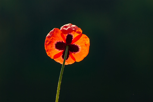 Extreme close up macro color image depicting the inside of a fresh, wild red poppy flower in bloom outdoors. Room for copy space.