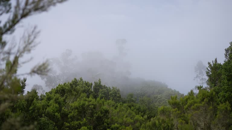 Majestic landscapes of laurel forest ecosystem in Tenerife