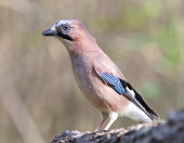 jay.jpg?b=1&s=170x170&k=20&c=aysjUYx5xt8vmjELu32saiEDD2VSKsUtkVeE3cZBXEE=