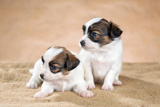 istock Two cute little puppy Papillon on a beige background 180077482