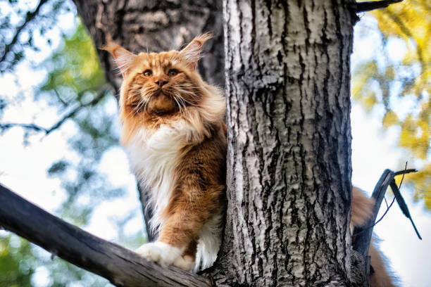 istock A big red maine coon cat. 1800803858