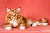 A big red maine coon cat.