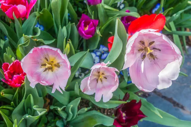 Bright colorful tulips in full bloom at an arboretum, botanical garden in Dallas, Texas USA