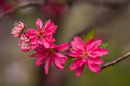 Twig of cherry blossoms with flowers and bud on green background.