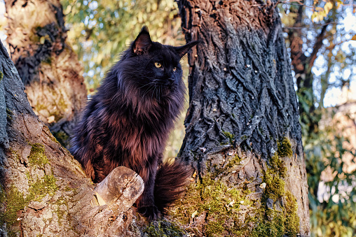 A big black maine coon cat sitting on a tree in forest on summer day.