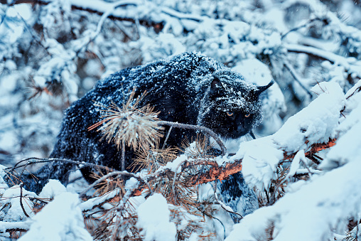 A very nice black maine coon cat sitting on a tree in a winter snowy forest. Cold frosty weather.