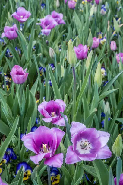 Bright colorful tulips in full bloom at an arboretum, botanical garden in Dallas, Texas USA