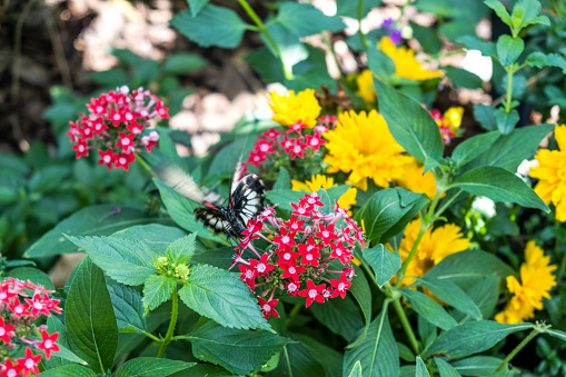Butterflies enjoying nectar on flowers blossom at a butterfly garden exhibit in Fort Worth, Texas USA