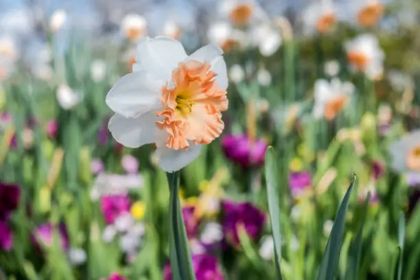 Bright colorful tulips in full bloom at an arboretum, botanical garden in Dallas, Texas USA