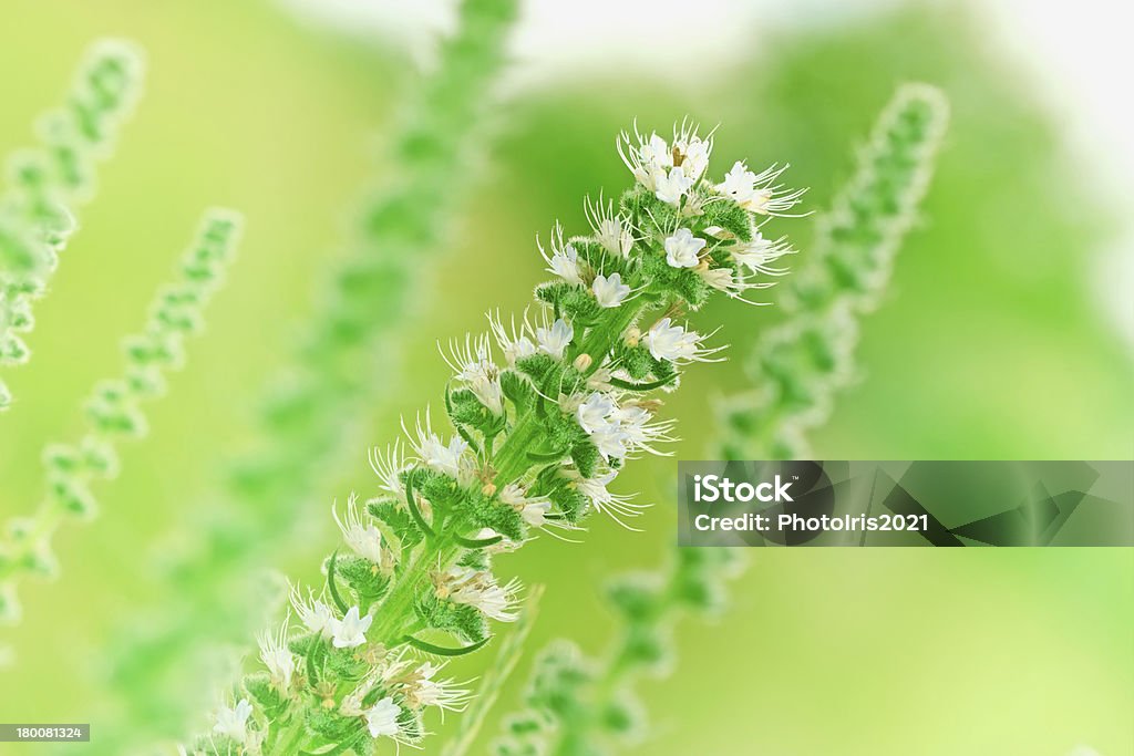 Flor en un prado (inusuales flores) - Foto de stock de Aire libre libre de derechos