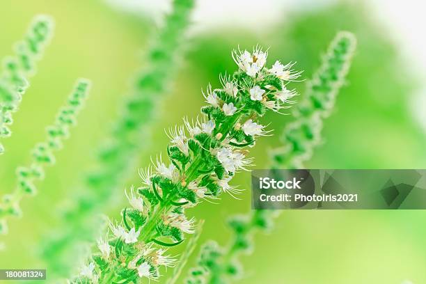 Flor En Un Prado Foto de stock y más banco de imágenes de Aire libre - Aire libre, Belleza de la naturaleza, Blanco - Color