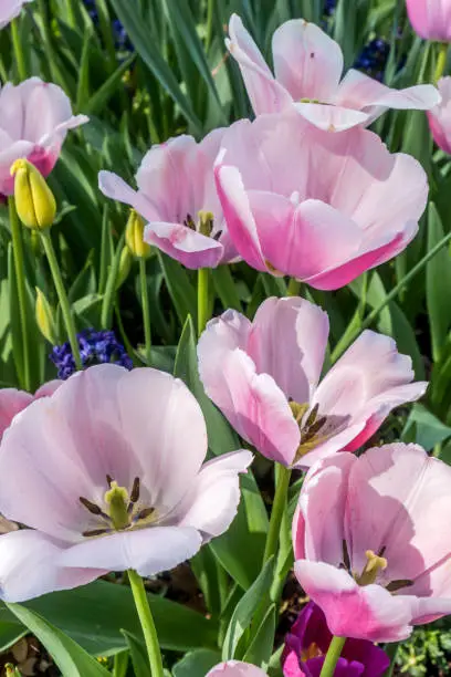 Bright colorful tulips in full bloom at an arboretum, botanical garden in Dallas, Texas USA