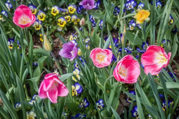 Bright colorful tulips in full bloom at an arboretum, botanical garden in Dallas, Texas USA