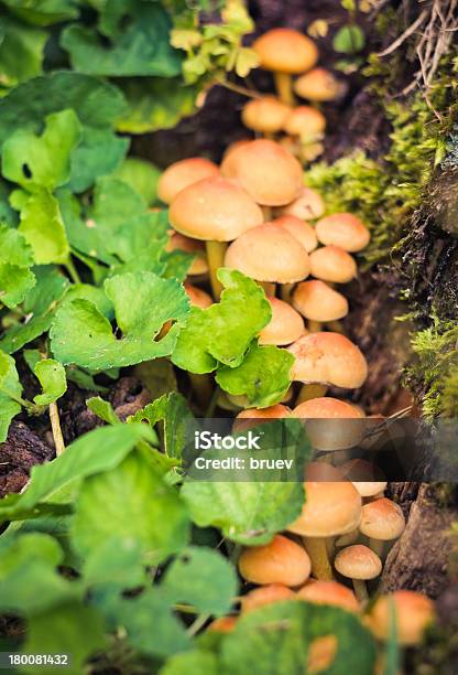 버섯 0명에 대한 스톡 사진 및 기타 이미지 - 0명, 가을, 갈색