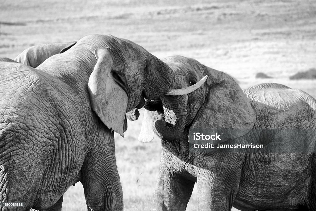 Elepants battaglia e lotta - Foto stock royalty-free di Africa