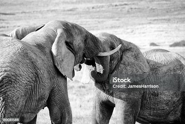 Elepants Battaglia E Lotta - Fotografie stock e altre immagini di Africa - Africa, Ambientazione esterna, Animale