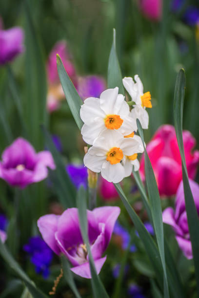 istock Bright colorful spring flowers in full bloom 1800815901