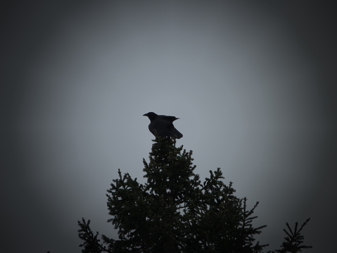 Raven who takes the break on the top of a fir tree