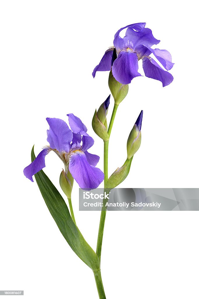 Flores de lirio - Foto de stock de Azul libre de derechos