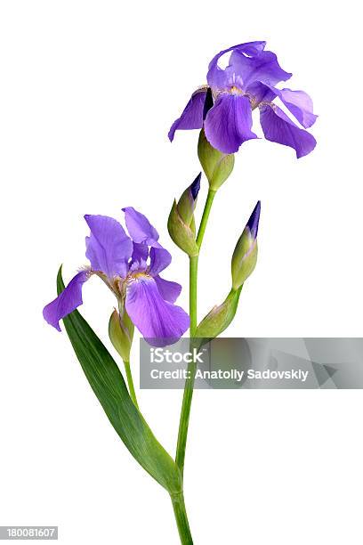 Flores De Lirio Foto de stock y más banco de imágenes de Azul - Azul, Belleza de la naturaleza, Cabeza de flor