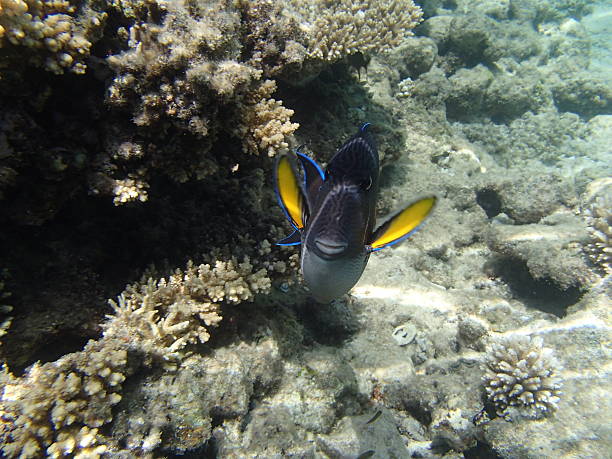 istock snorkeling in the red sea 180081926
