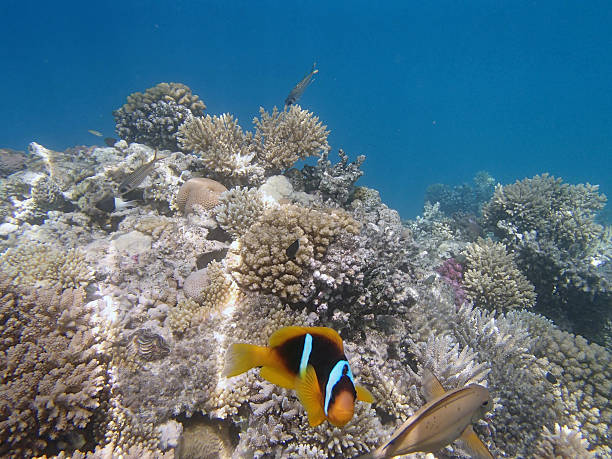 istock snorkeling in the red sea 180081991