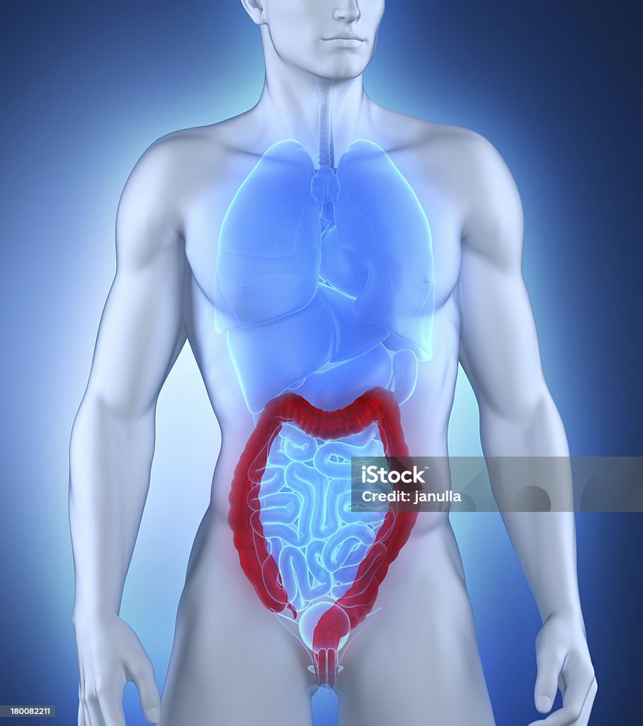 Man colon anatomy anteriror view Man colon natomy anterior view in 3D Adult Stock Photo