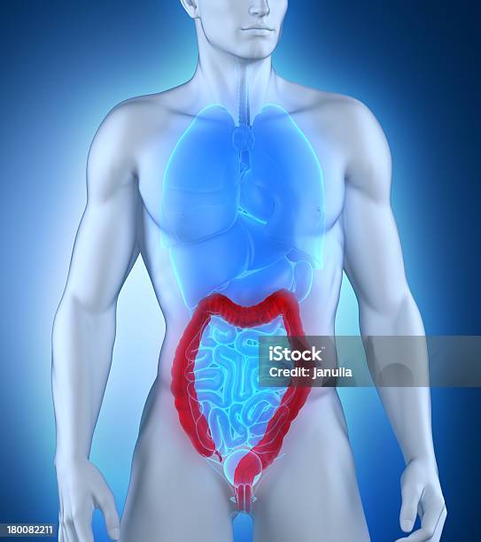 Man Colon Anatomy Anteriror View Stock Photo - Download Image Now - Adult, Anatomy, Appendix