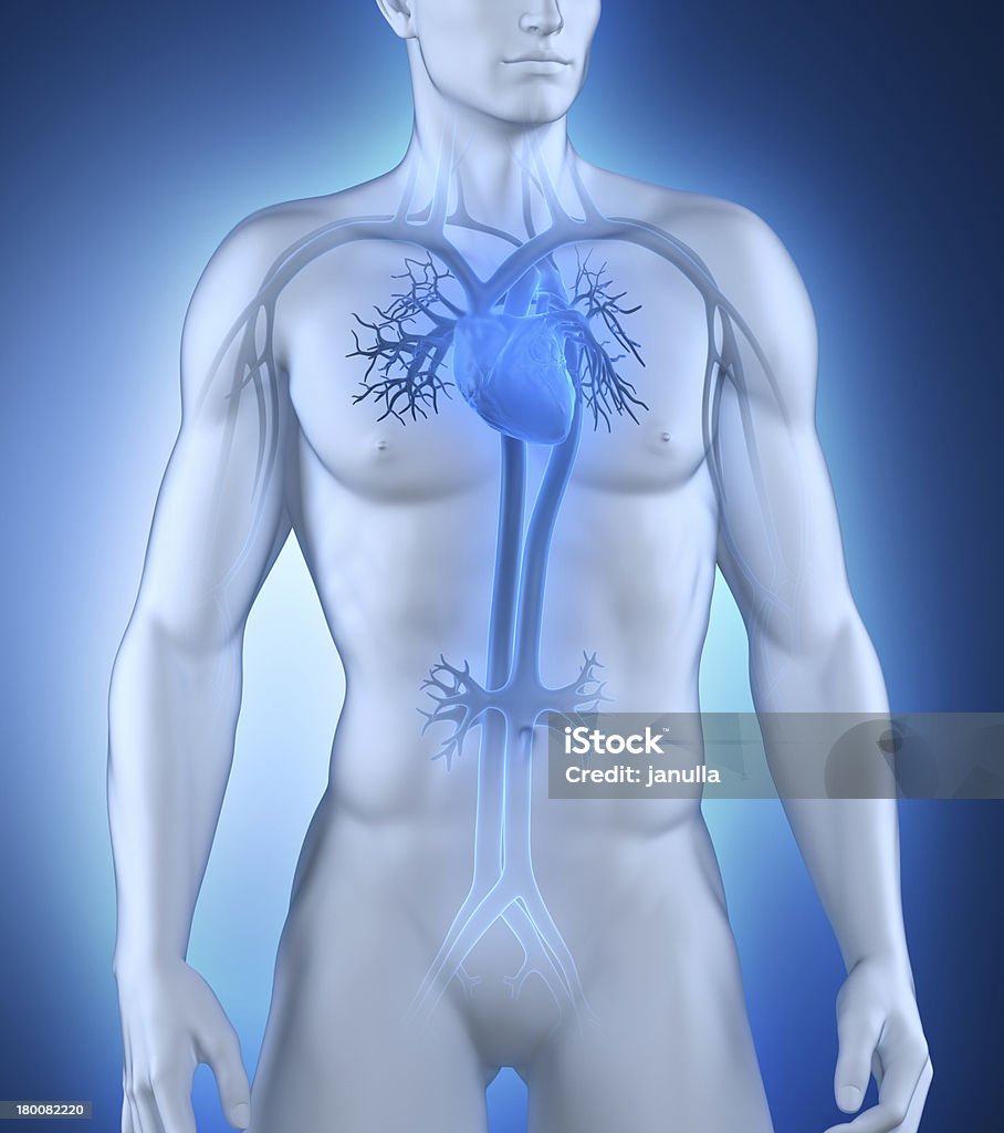 Male circulatory system anterior view Male circulatory system anterior view in 3D Adult Stock Photo