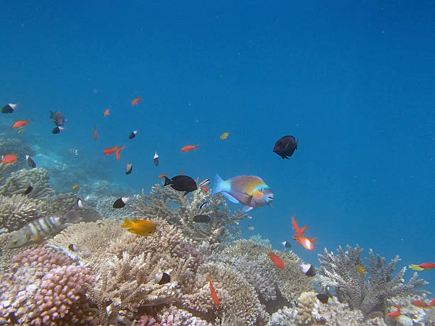 istock snorkeling in the red sea 180082240