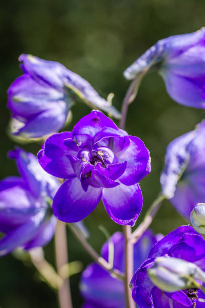 istock Bright colorful spring flowers in full bloom 1800826093