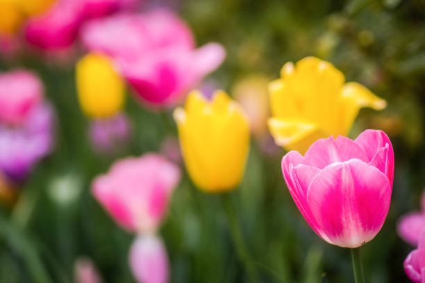 Bright and colorful spring flowers in full bloom at a public park arboretum botanical garden in Dallast, Texas, USA