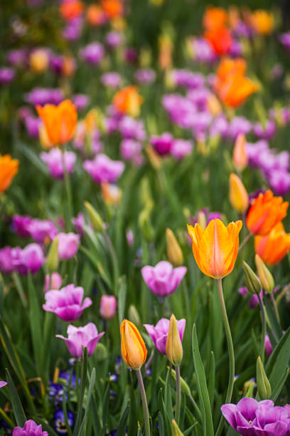 istock Bright colorful spring flowers in full bloom 1800828725