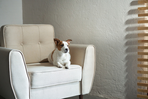 the dog on a chair sitting by the window. Jack Russell Terrier in creative workshop