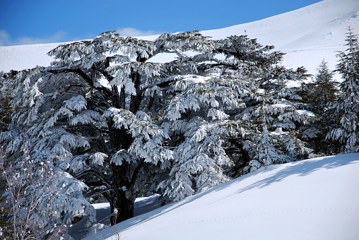 Amidst Lebanon's Kadisha Valley, the Cedars of God stand resolute, relics of ancient forests. Snow-cloaked and revered, these majestic cedars evoke millennia-old reverence, their silhouette against a serene azure sky weaving tales of enduring grandeur.