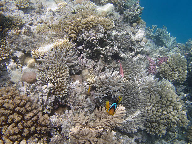 istock snorkeling in the red sea 180083477