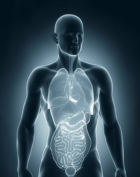 istock Male organs anatomy anterior view 180083726