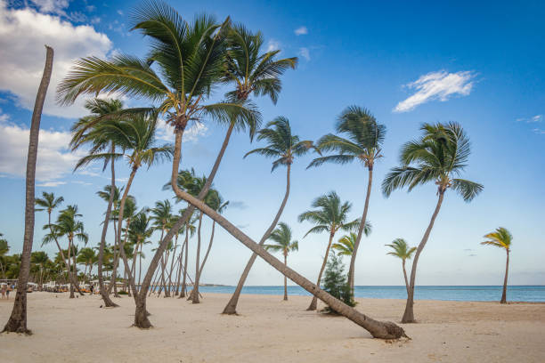 istock Crooked Palm trees in Juanillo Beach 1800845056