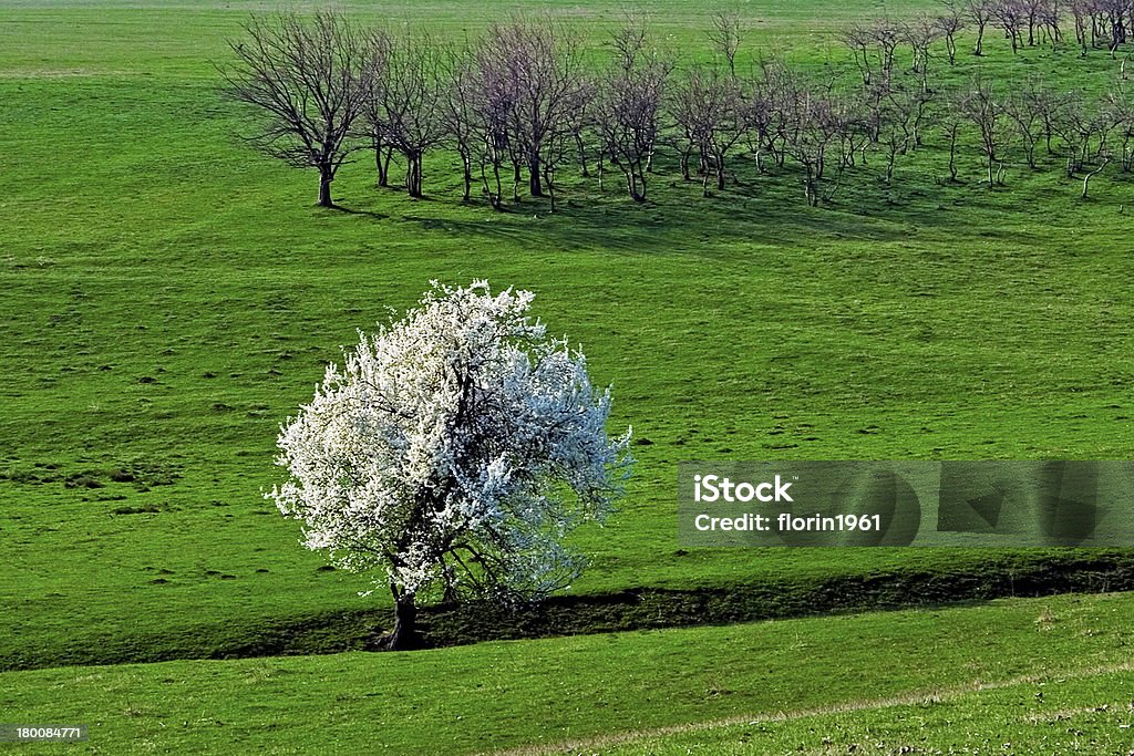 Frühling blühenden Baum - Lizenzfrei Agrarbetrieb Stock-Foto
