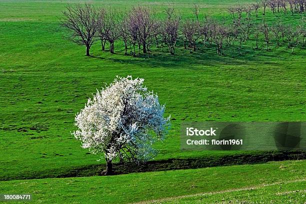 Frühling Blühenden Baum Stockfoto und mehr Bilder von Agrarbetrieb - Agrarbetrieb, Baum, Blatt - Pflanzenbestandteile
