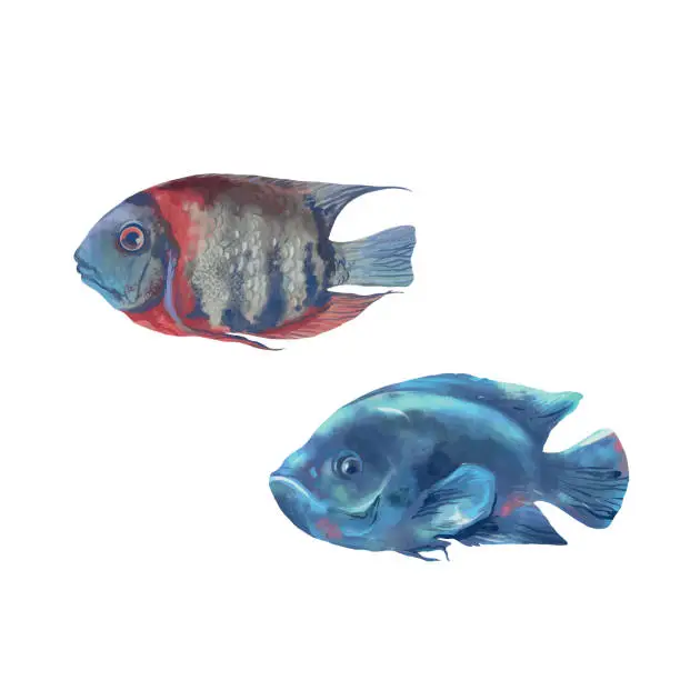 Vector illustration of Two sea fish. Sea life. Vector illustration in watercolor style. Design element for greeting cards, food packaging, covers, themed banners and flyers.