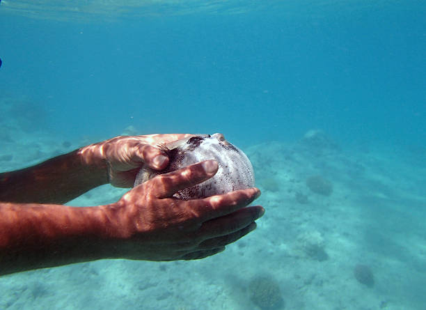 istock snorkeling in the red sea 180088149