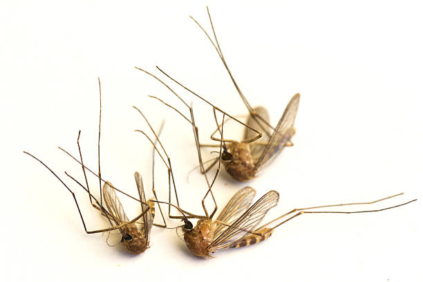 Dead mosquitoes stock photo