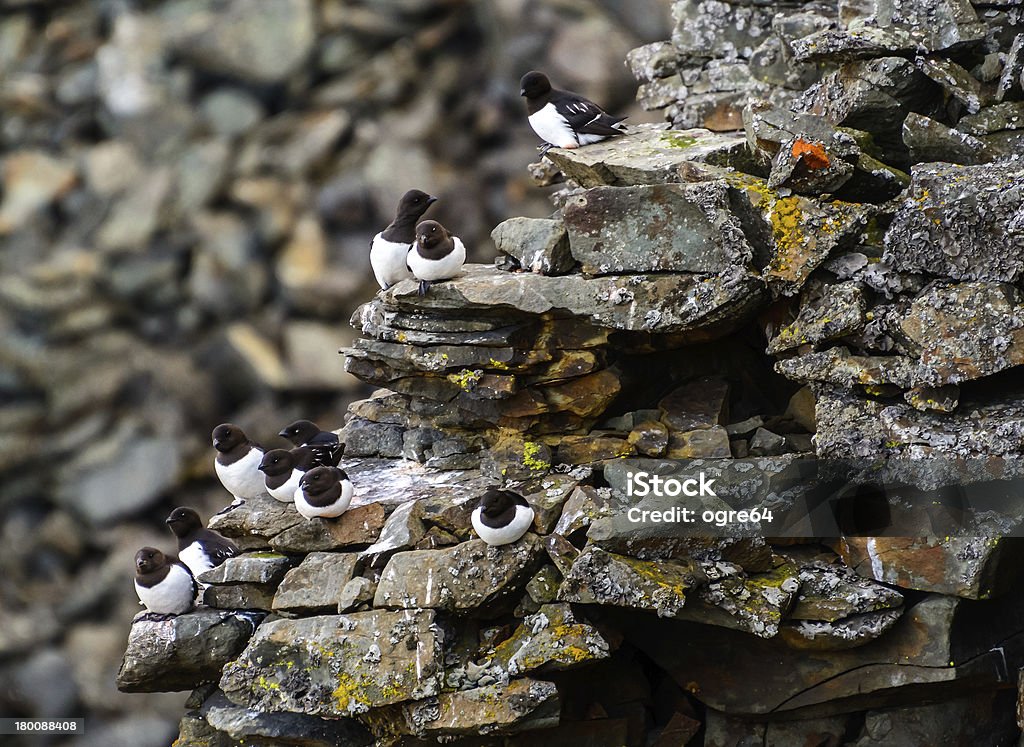 Dovekie w Svalbard. - Zbiór zdjęć royalty-free (Arktyka)