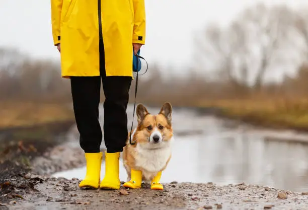 Photo of cute corgi dog in yellow beret and rubber boots walks among puddles on autumn roads on a leash with the owner