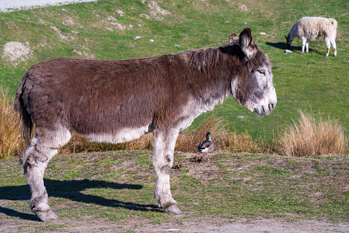 A donkey stands on a grassy hill, surrounded by ducks and llamas, overlooking a serene landscape.